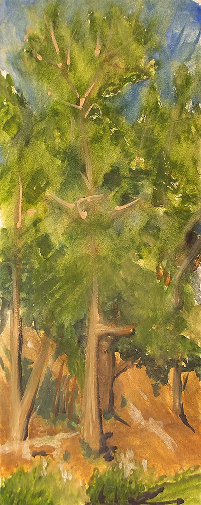 Stern Grove 6